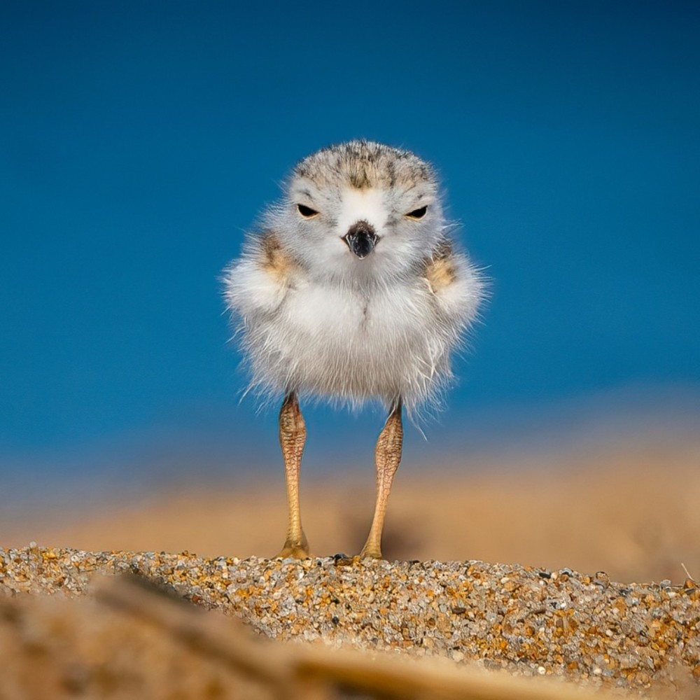 Meet your Posher, Eva